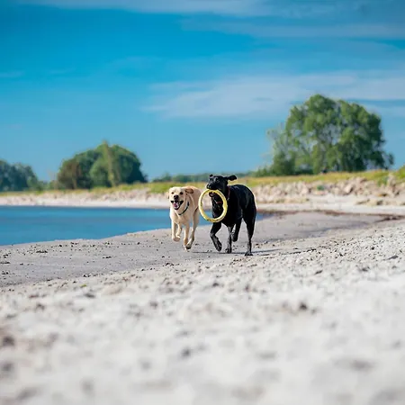 Reihenhaus Im Ostseeresort Dampland Ferienhaus